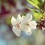 Parfum de printemps.