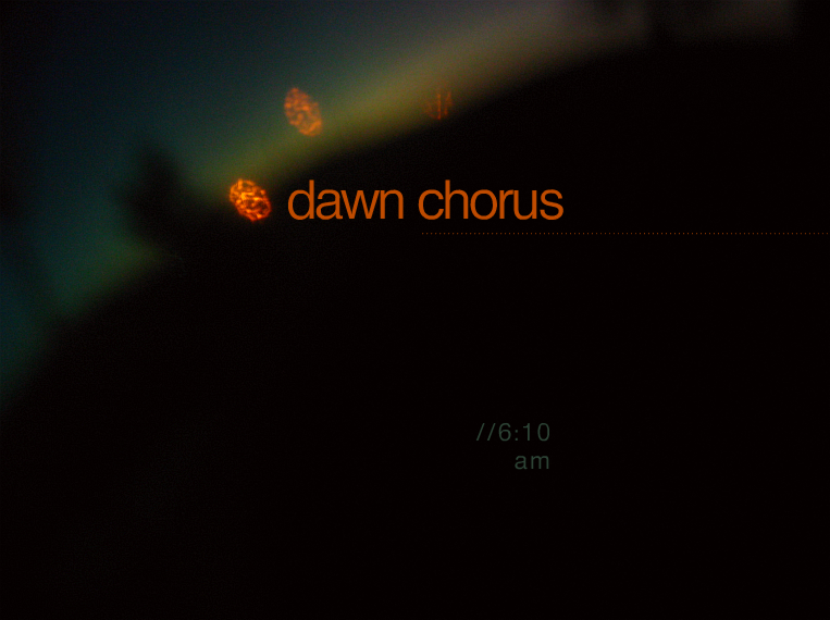 Dawn Chorus