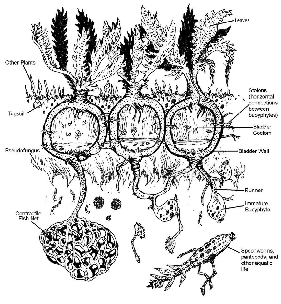 Ecology of Hidden Lake