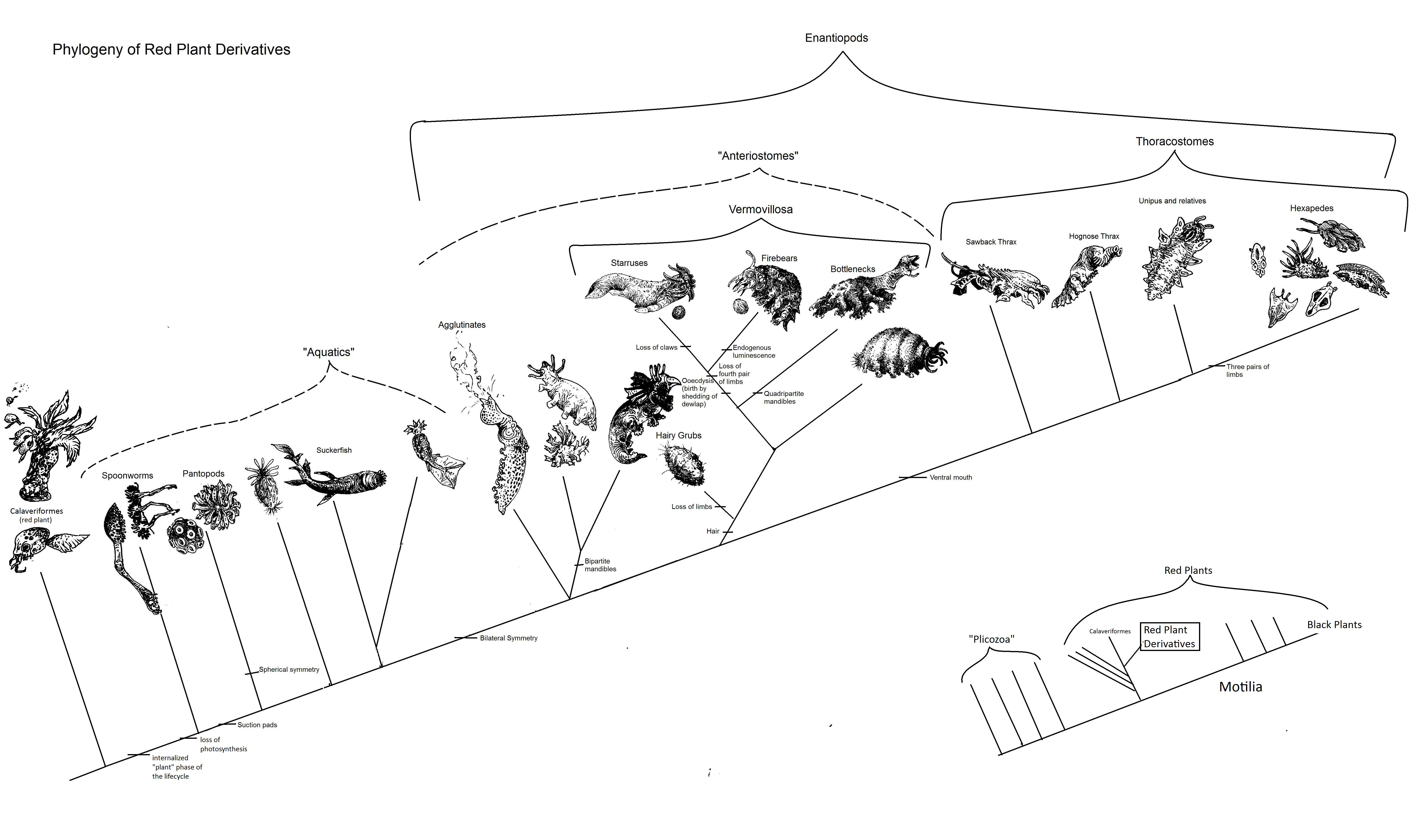 Phylogeny of Red Plant Derivatives