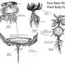 Red Plant Morphology