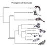 Phylogeny of Starruses