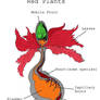 Gross Anatomy of Red Plants