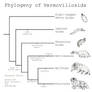 Phylogeny of Vermovillosids