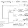 Phylogeny of Bottlenecks