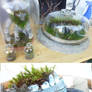 Colossus Moss Terrariums