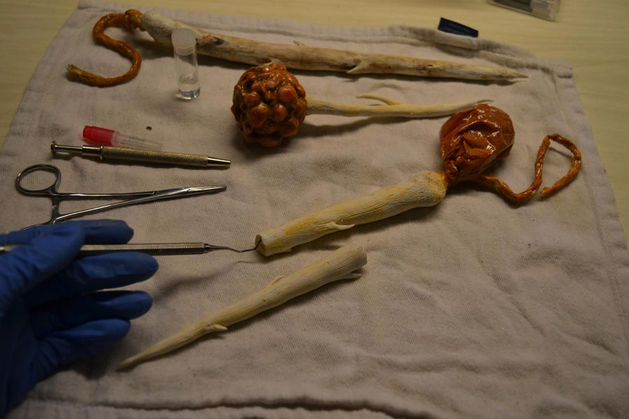 Specimen 14.2 and 14.3