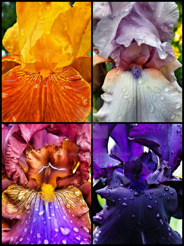 The iris' colors by alowrance on DeviantArt