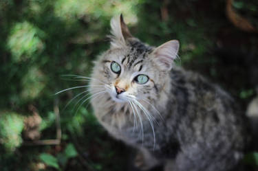 Ridiculously Photogenic Cat