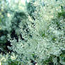Lace Garden
