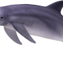 Dolphin 01