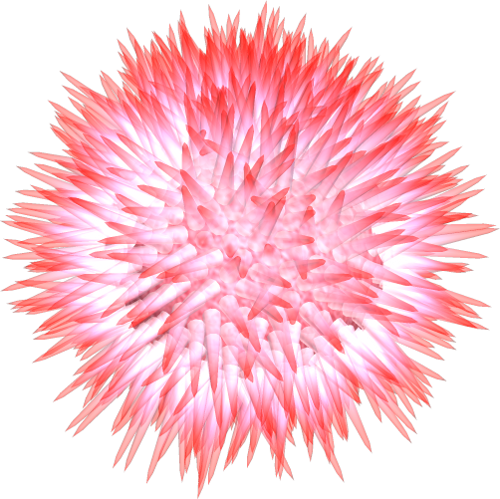 Sea Urchin