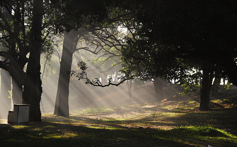 Morning at Lal Bagh 1