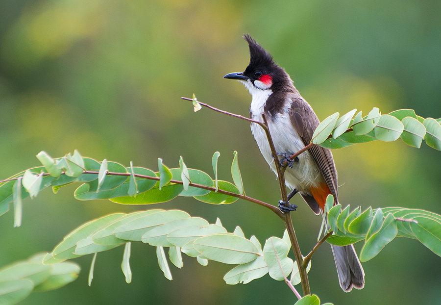 Red Whiskered Bulbul