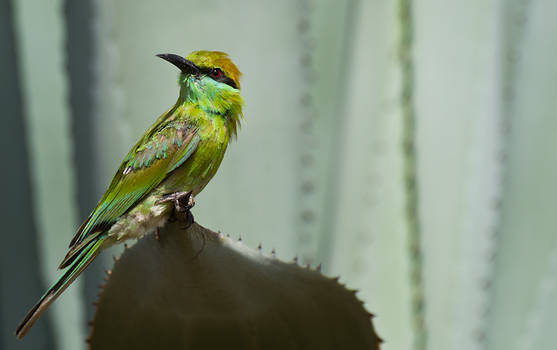 Green Bee Eater