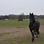 Friesian stock 3