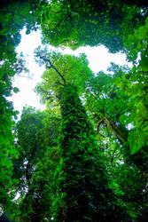 Break in the Canopy