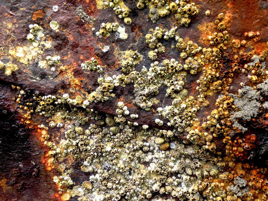 Barnacles 1