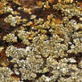 Barnacles 2