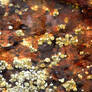 Barnacles 3