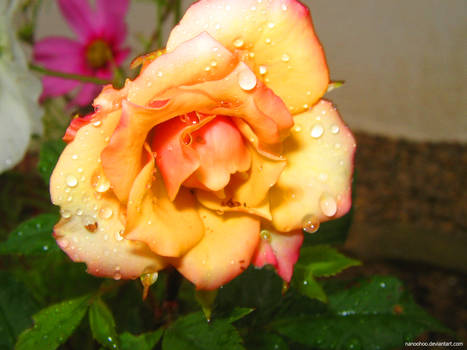 rose in the rain