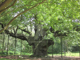 Old Man of the Forest