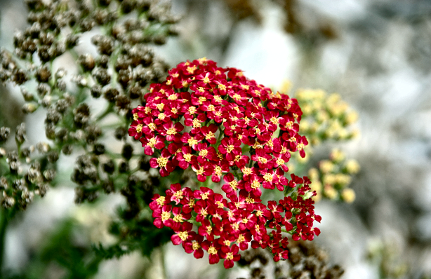 Red Flowers