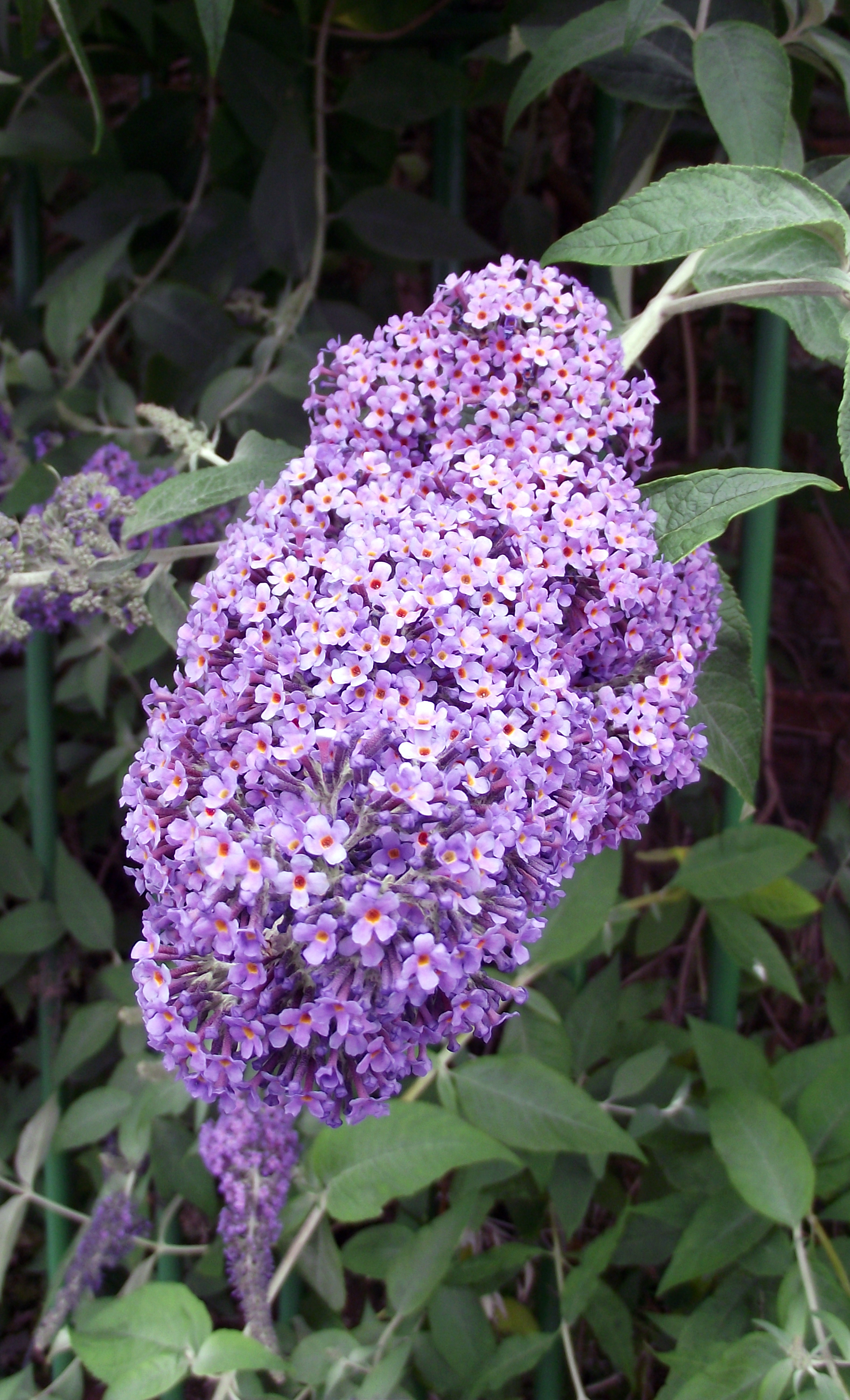 Purple flower