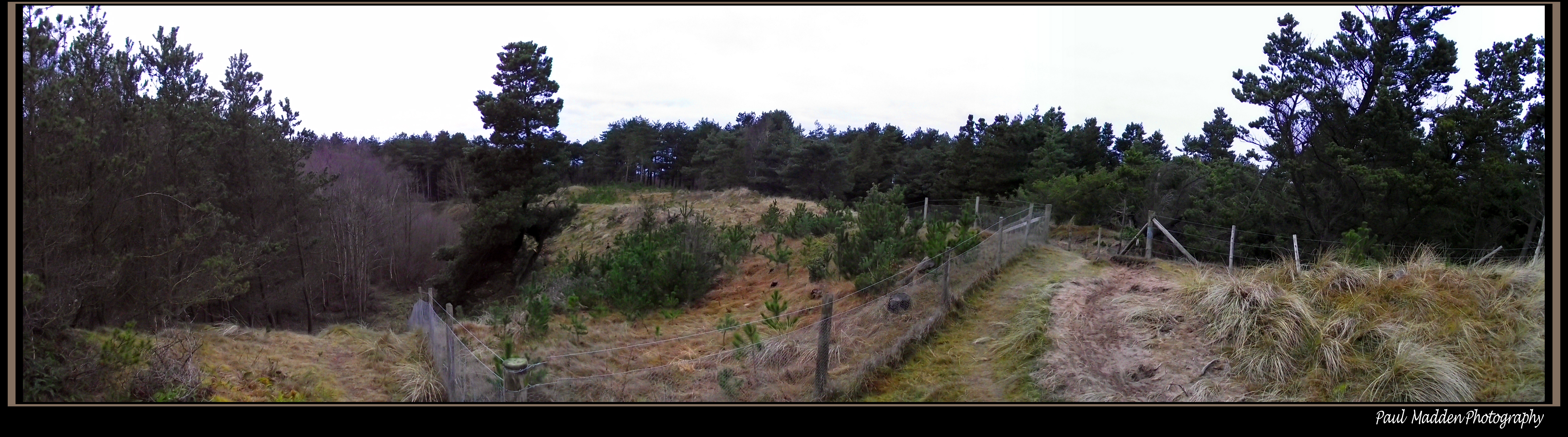 Formby Pinewoods 17