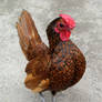 Fluffed Rooster