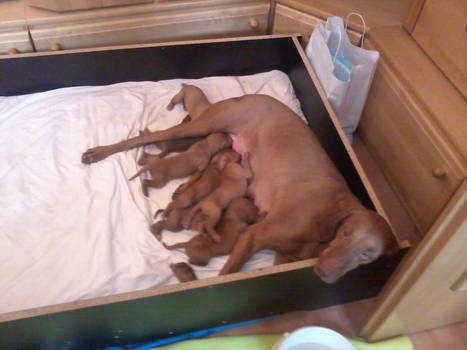 Little Puppies! 3