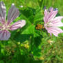 Bug and Flower