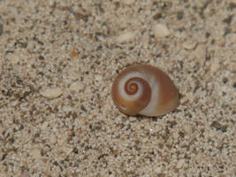 Shell