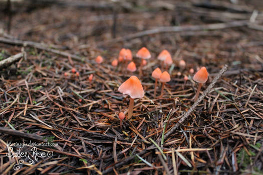 Mushroom forest