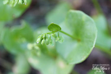 Spring Bells