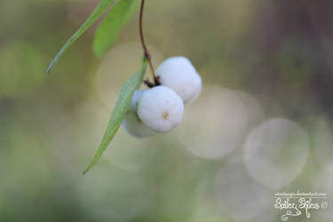 White Berries