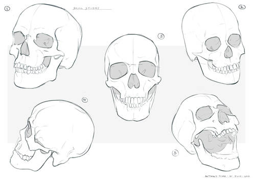 Skull studies