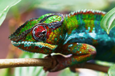 Colorful Chameleon