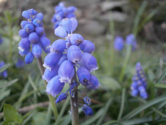 Lupinus Albus