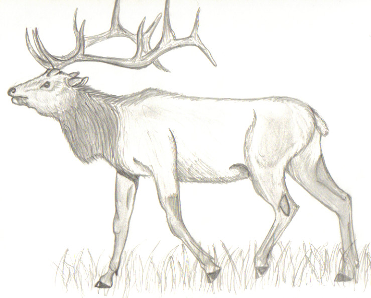 Caribou