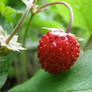 A Wild Strawberry