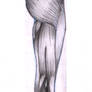 Rear leg muscles