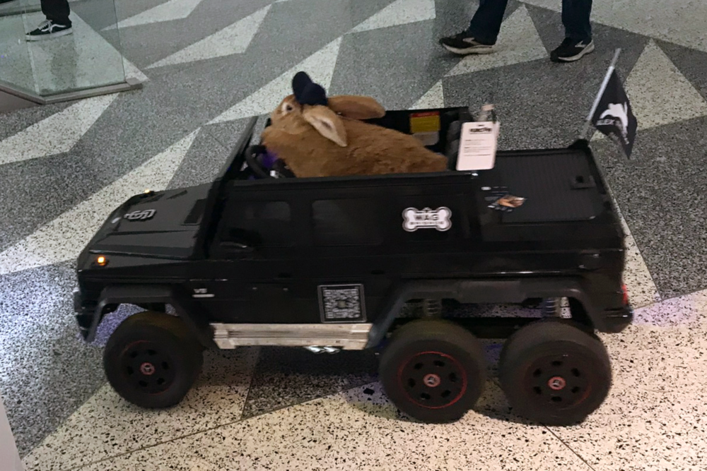 Alex the rabbit traveling in style at FC'24
