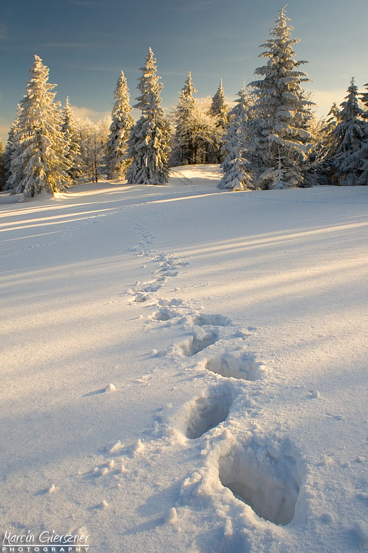 Winter footsteps...