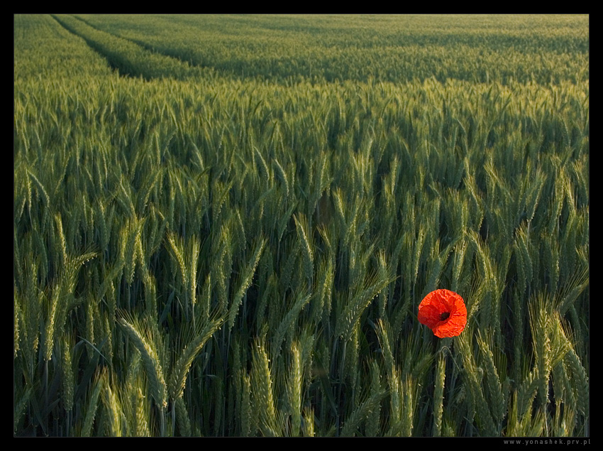 Nonconformist by yonashek
