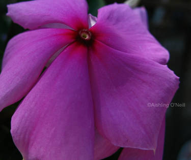 Cypriot Flower