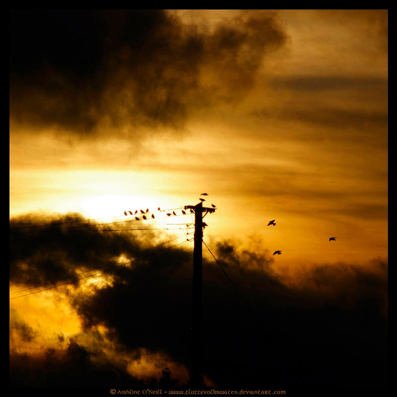 Bird On A Wire by fluffyvolkswagen