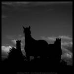 Three Horses in Ireland by fluffyvolkswagen