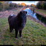 Shetland Pony, Ireland