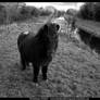 Shetland Pony, Ireland II